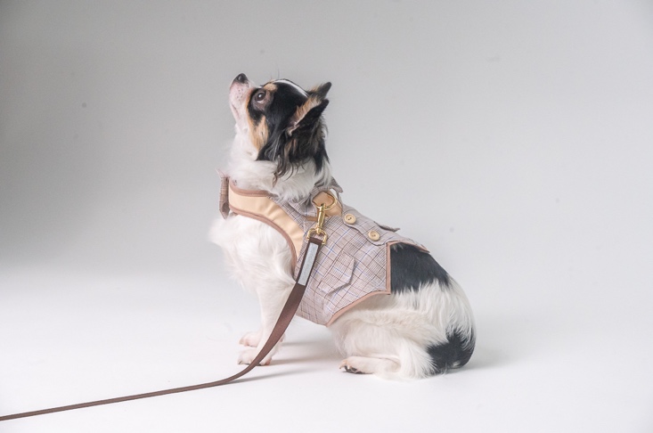 GP0151 - Gentleman Brownies Scotties